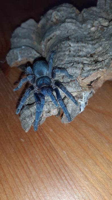Aphonopelma seemanni samica 2,5dc