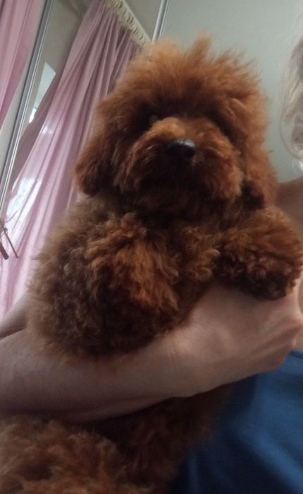 Той- Пудель,шикарна дівчинка!