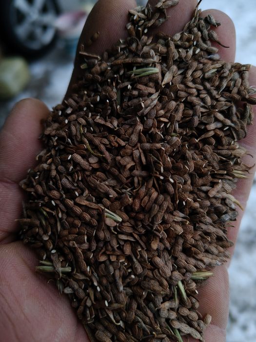 Saradela II klasa DOBRA CENA