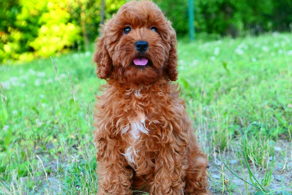 Cockapoo-Piękna Suczka! Badania genetyczne!