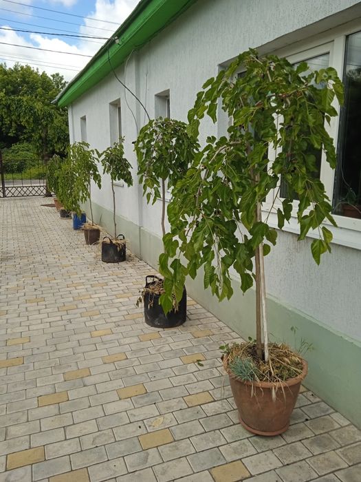 Шовковиця плакуча