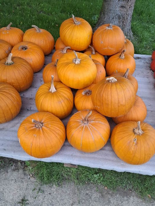 Dynia jadalna hallowen