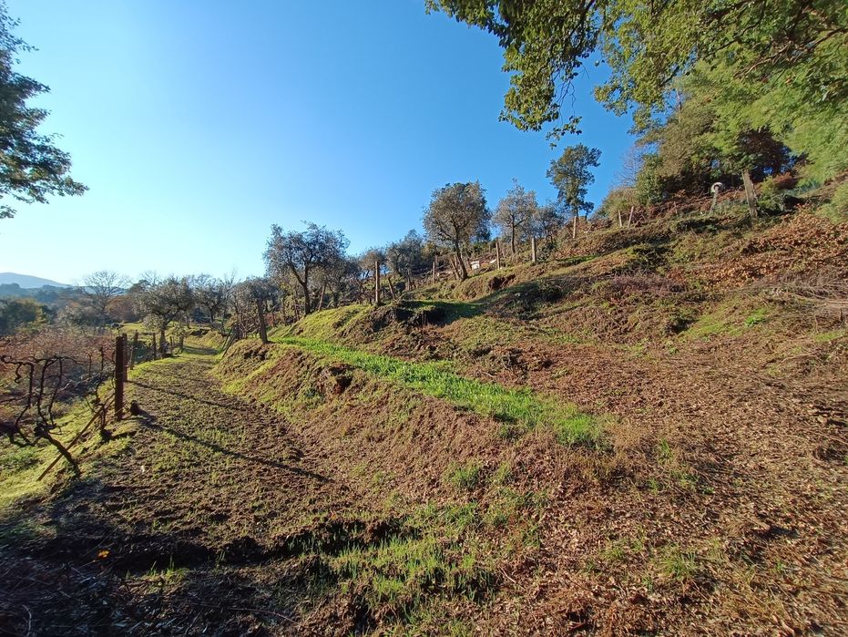 Vende-se Quinta de Oliveiras e Vindimas com 5369.16m2