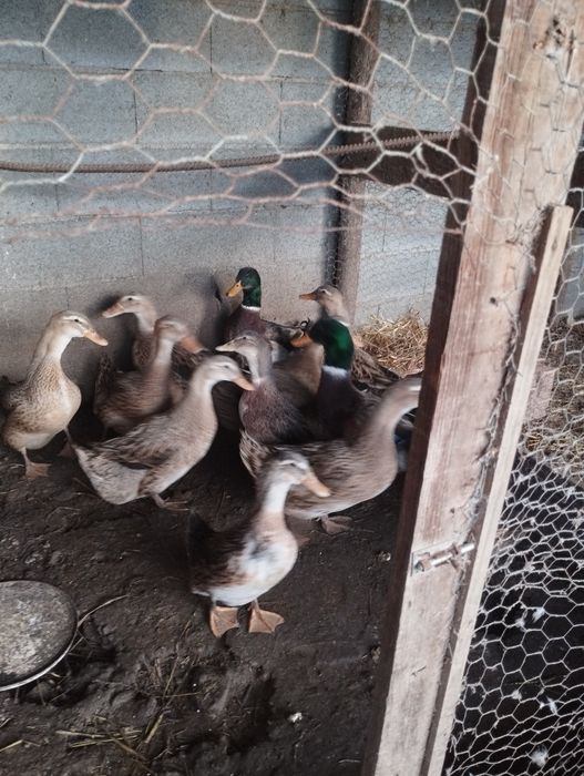 Vendo ovos de pata rouen