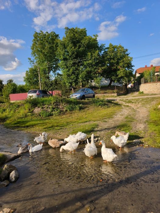 Гуси Севастопольська кучерява , качки, індички молодняк