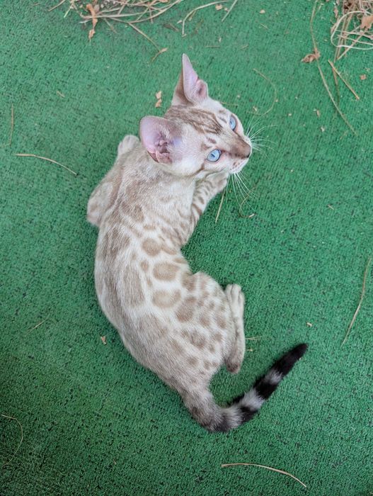 Snow Gatinho de bengala (macho)