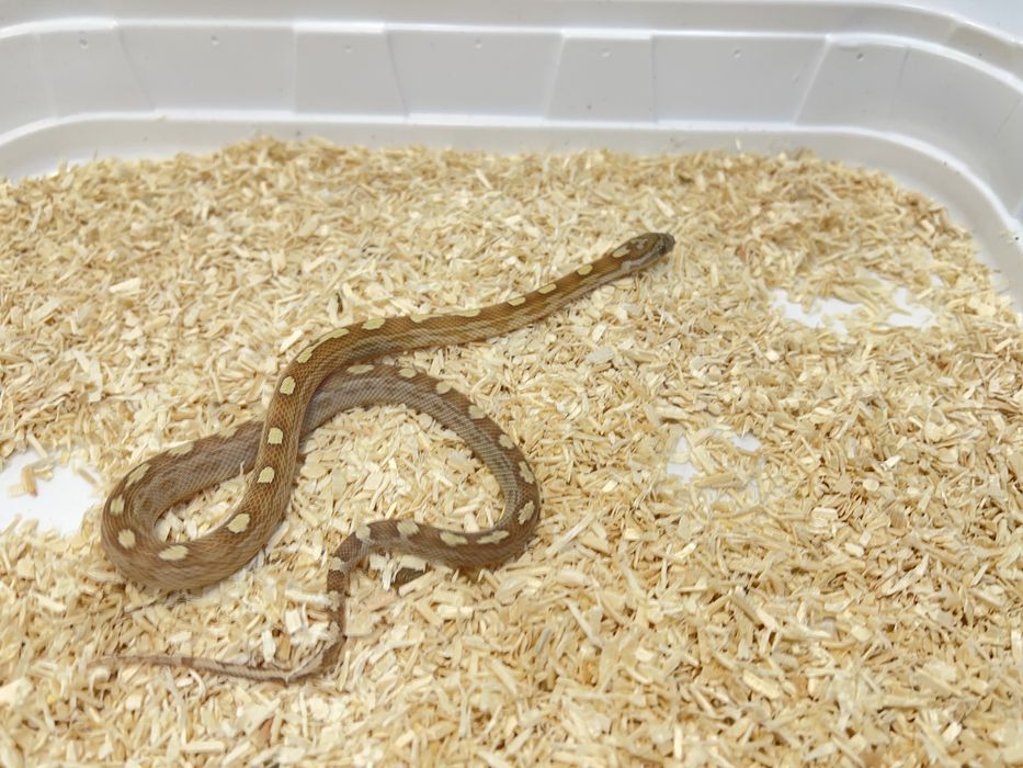 Wąż zbożowy węże zbozowe