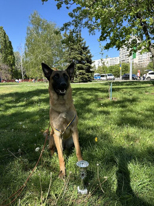 Цуцянята Малінуа