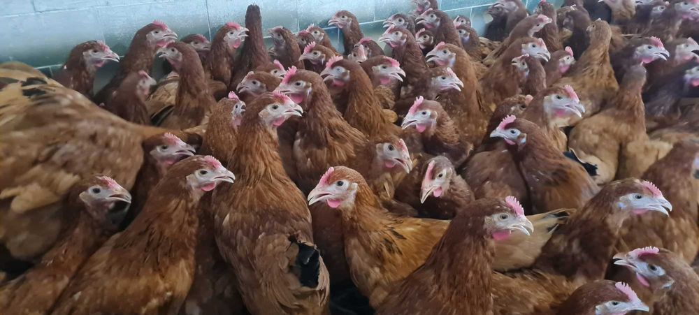 Kury nioski młode Rosa Leghorn z pierwszym jajkiem. Dowóz Gratis.