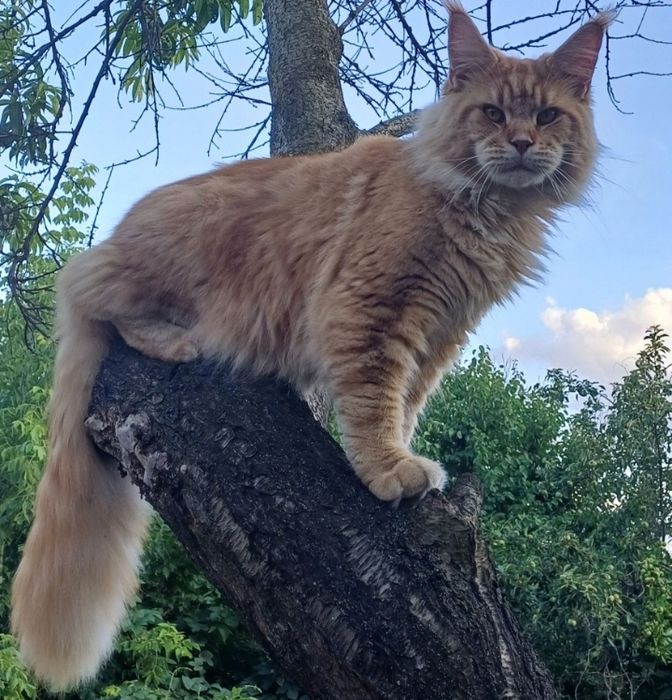 Мейн Кун котёнок девочка