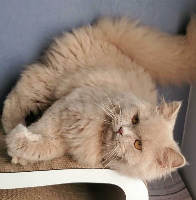 Лагідний котик британець.