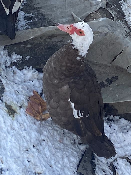 Likwidacja gospodarstwa