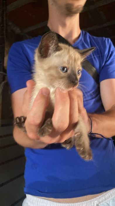 Gata bebé fêmea com 2 meses