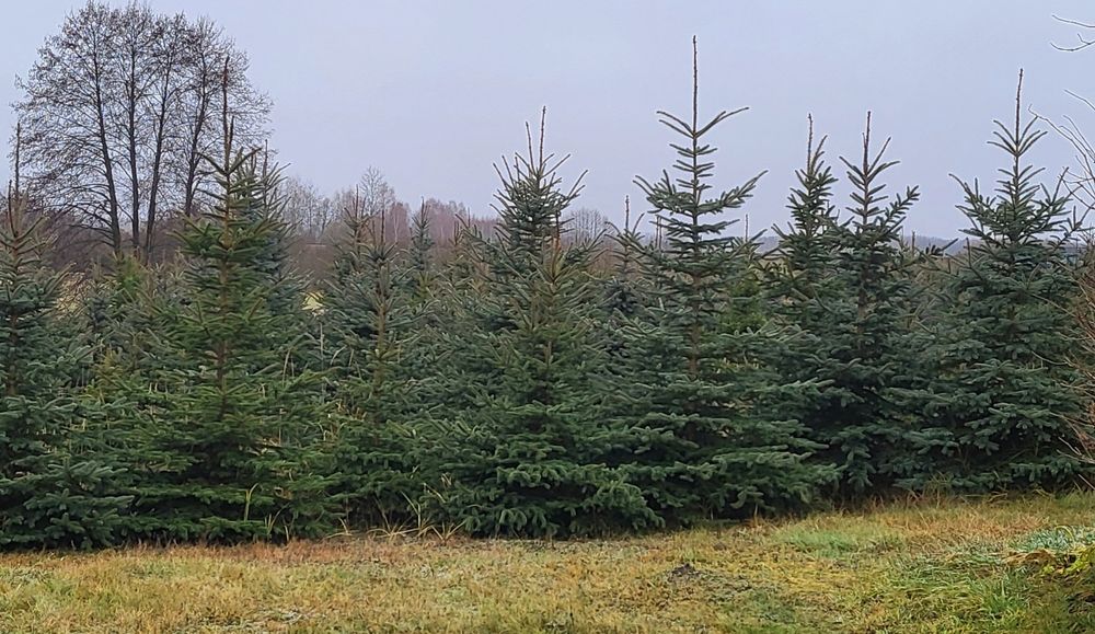 Choinka świerk srebrny