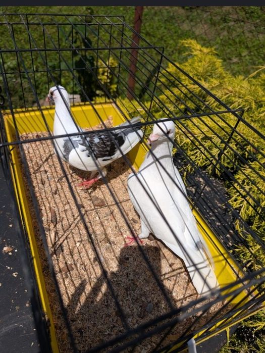 Gołąbie ozdobna samiczki