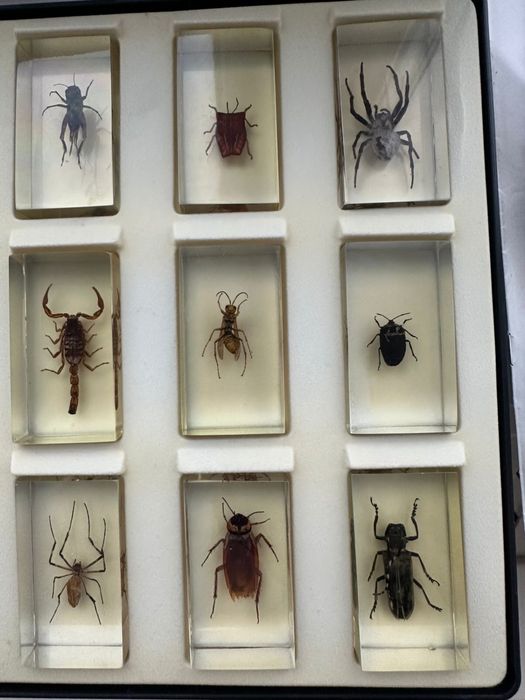 Колекція комах разом із журналами