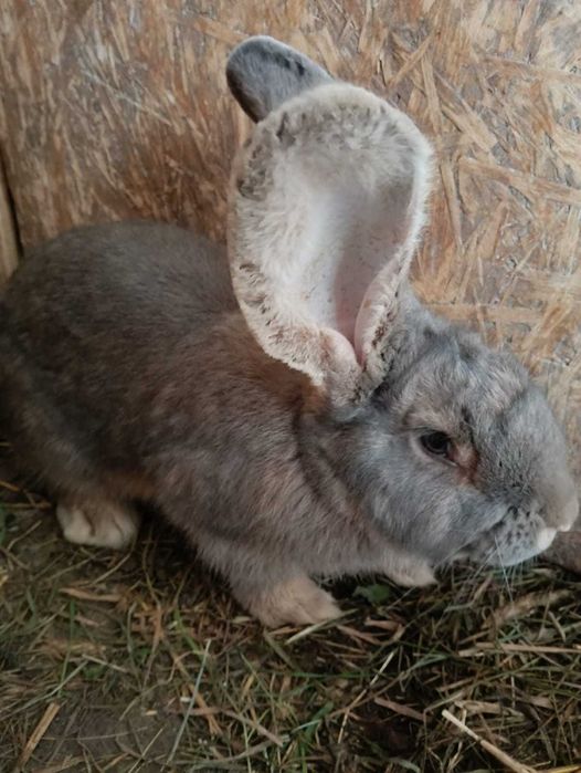 Królik, tuszka ekologiczna TANIO!