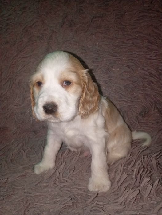 Cocker spaniel angielski