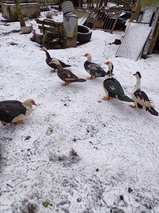 Sprzedam kaczki francuskie