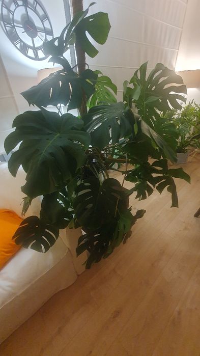 Monstera, przepiękna, zdrowa