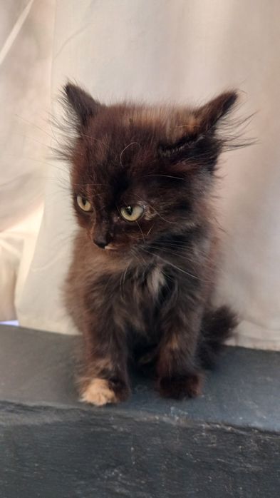 Подарую кошенят в добрі руки віддам безкоштовно