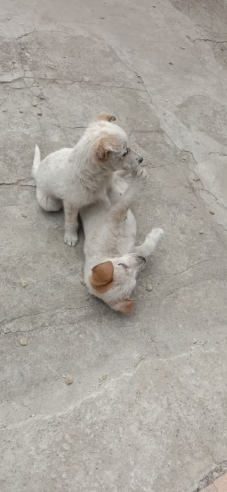 Цуценя в гарні руки