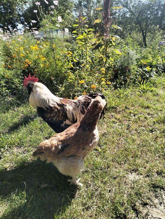 Продам кури породи фавероль