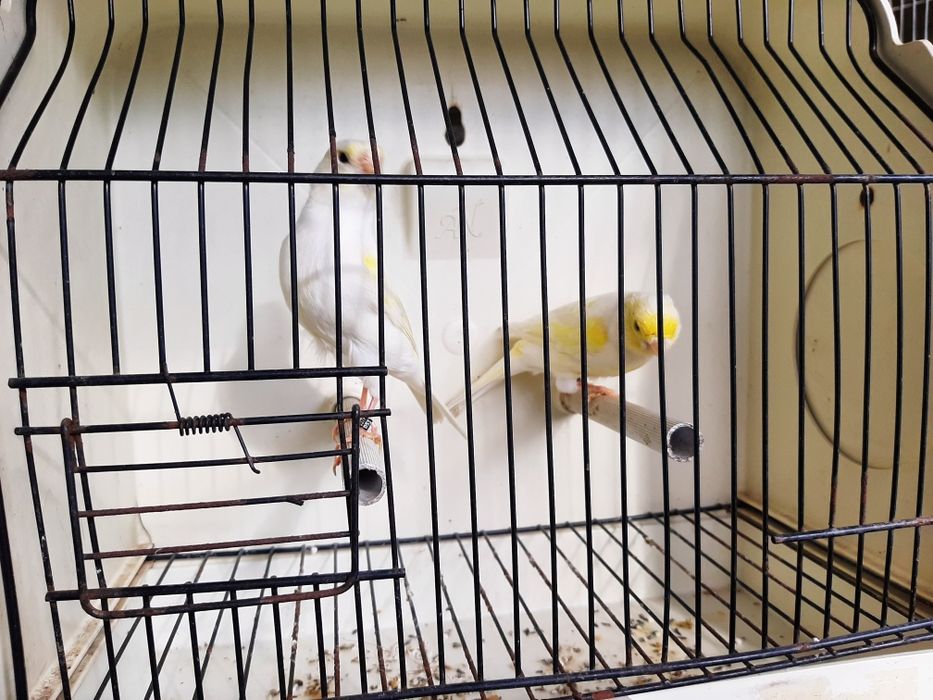 Canários brancos recessivo amarelos intensivos nevados mosaico gloster