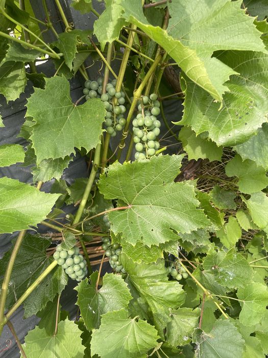 Brunery ,Miodunki i byliny wieloletnie