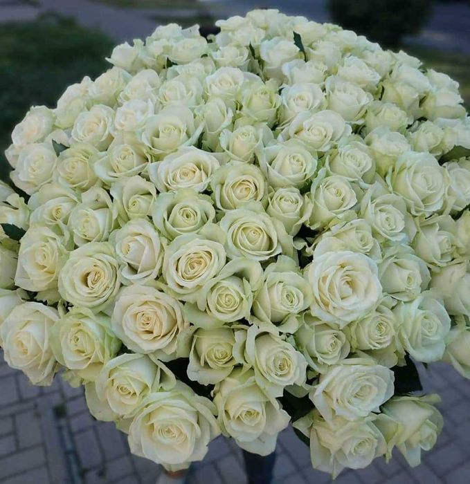 Розы. Букет 21 роза. Красные, белые.   Букеты, доставка цветов