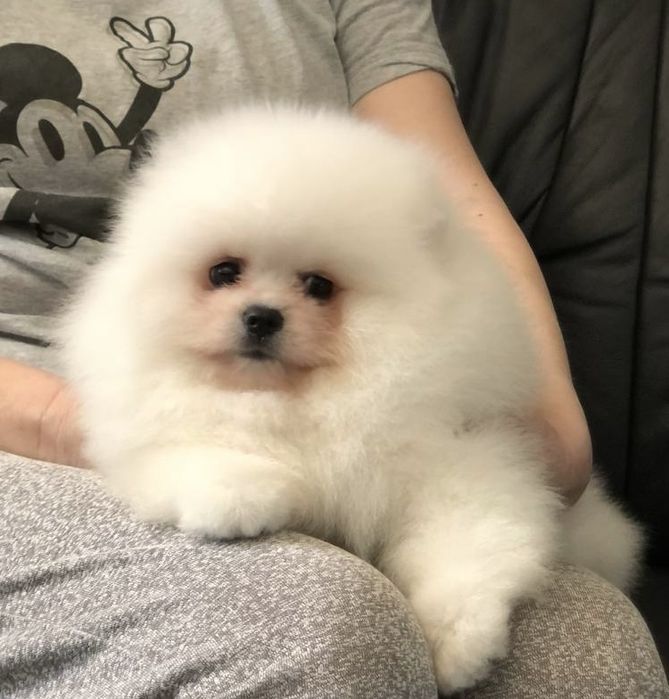 Померанський шпиц boy