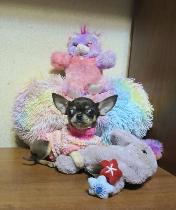 Кроха  девочка - 3,5 месяца -650грамм.