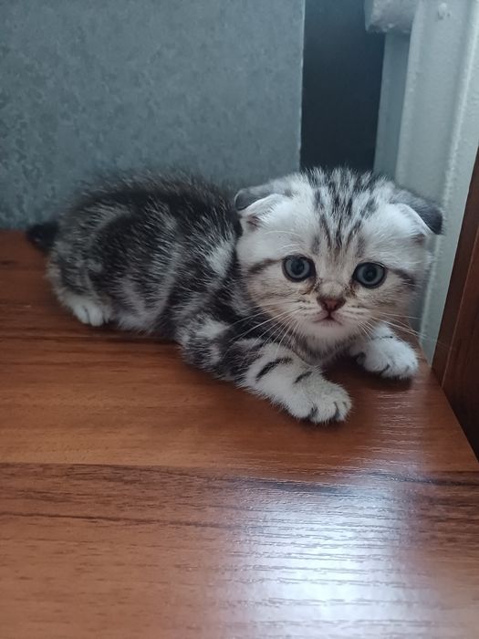 Шотландські мармурові коти