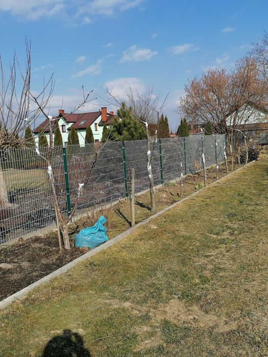 Drzewa (drzewka) owocowe profesjonalne przycinanie i formowanie koron,
