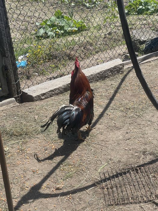 Galo leghorn adulto