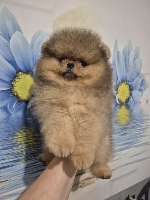 Chlopak pomeranian.Pomarancowy