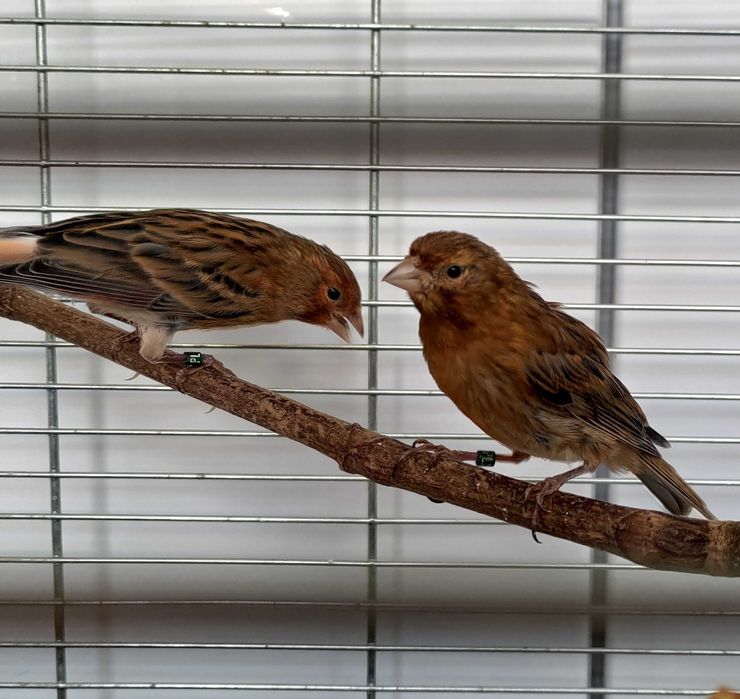 Kanarki młode 26 samce i samice kanarek melaninowe ciemne