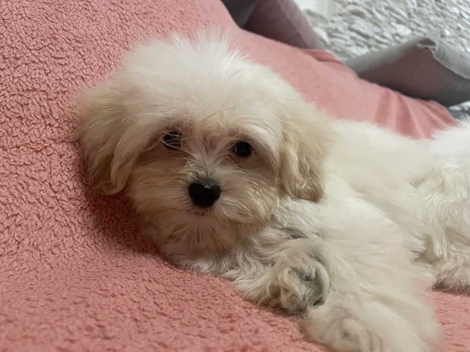 Maltipoo suczka mini