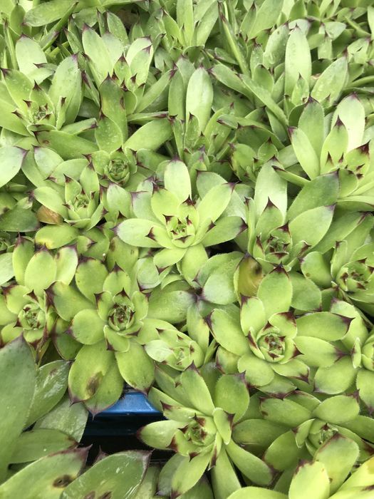 Кам‘яна роза, молодило