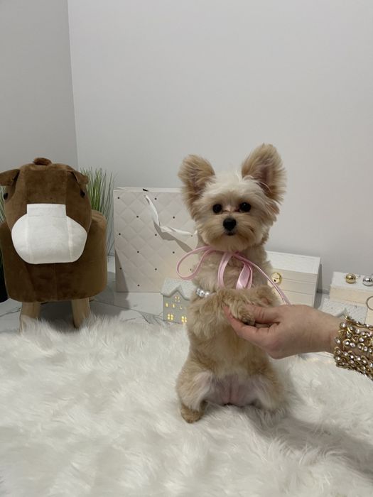 Помапу — Гарантовано закохаєтесь з першого погляду