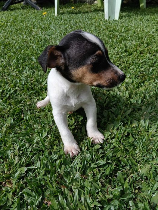 Jack Russel macho