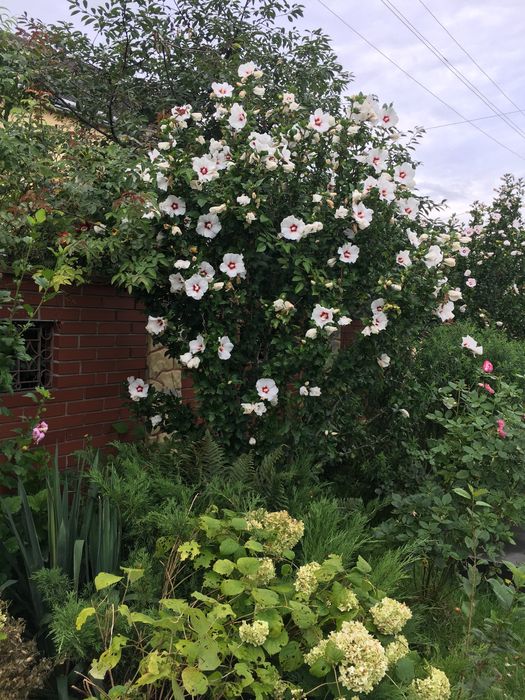 Гібіскус деревовидний 1,2,3,4 річні 5-40грн