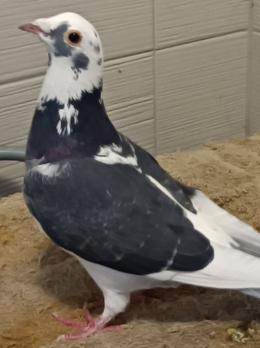 Gołębie pocztowe, pstra samica