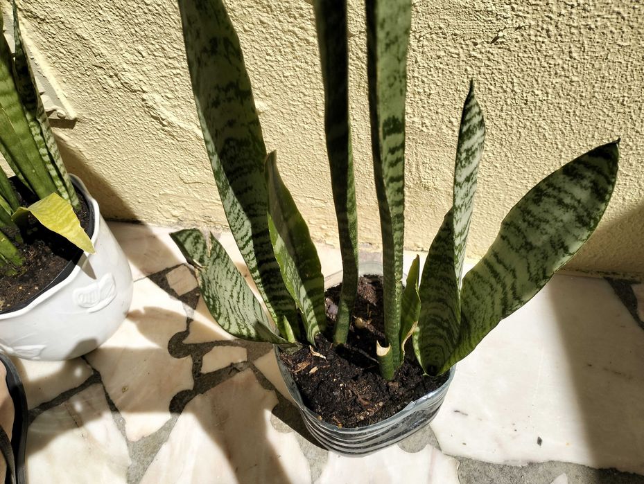 Espada-de-São-Jorge ou Espada-de-Santa-Bárbara