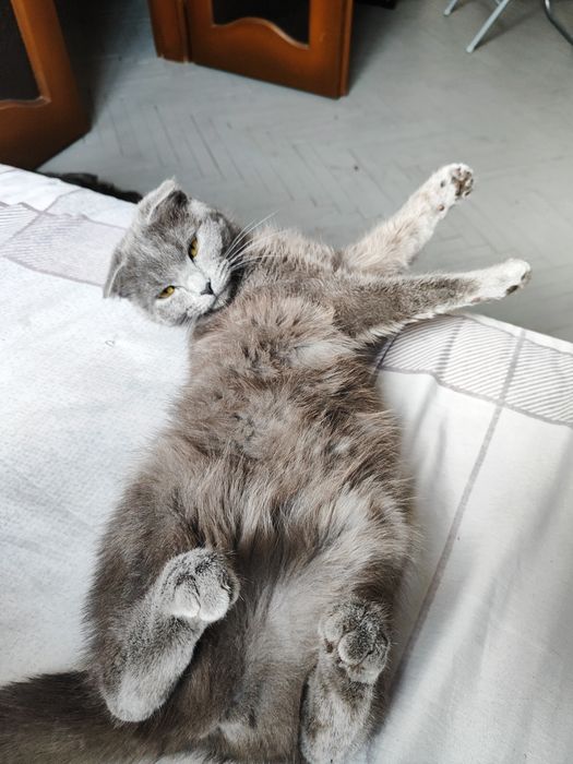 Британська висловуха