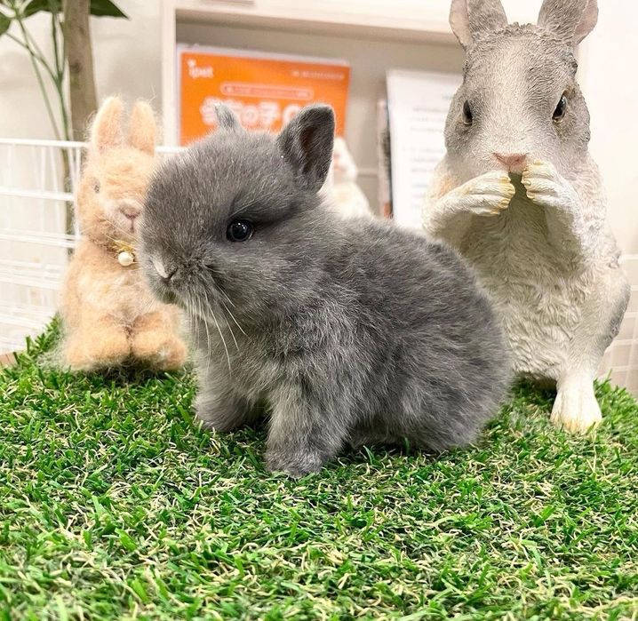 KIT Coelhos anões holandês mini e teddy desparasitados