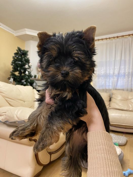 Дівчинка йорк стандартного розміру