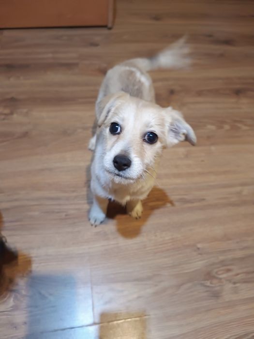 Sunia szuka rodzinki