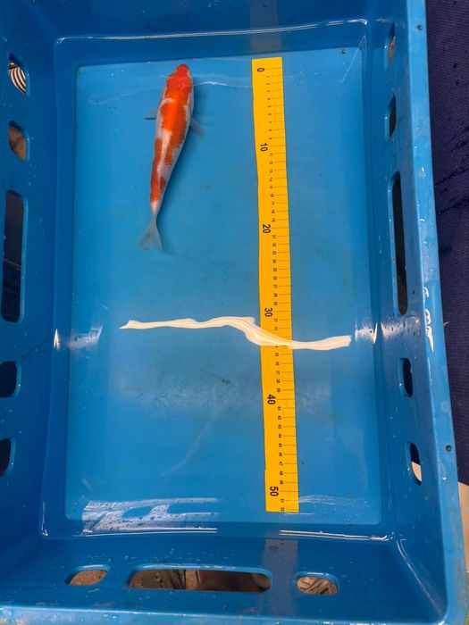 Japoński karp koi