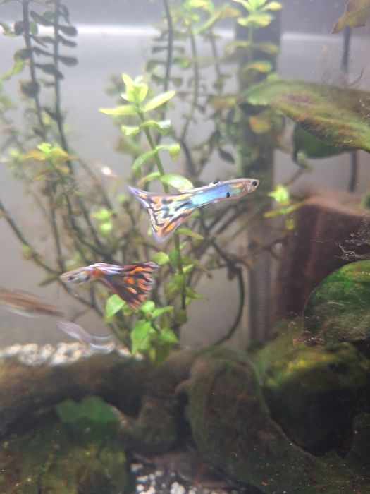 Guppies Machos e Fêmeas